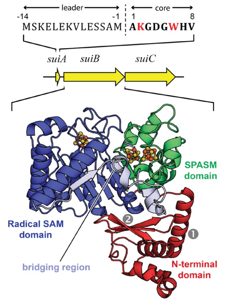 https://mrseyedcpanel.deptcpanel.princeton.edu/wp-content/uploads/2018/01/SuiB-Structure-769x1024.jpg